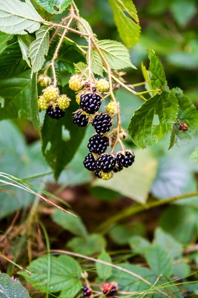 黑莓, 黑森林覆盆子 — 图库照片