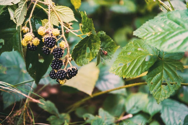 Blackberry, pădure neagră zmeură — Fotografie, imagine de stoc