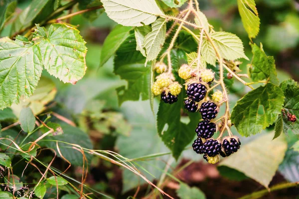 Blackberry, pădure neagră zmeură — Fotografie, imagine de stoc