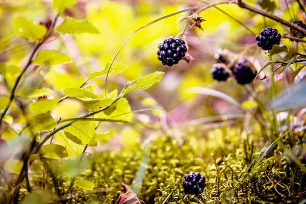 Blackberry, pădure neagră zmeură — Fotografie, imagine de stoc