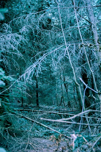 Ramos secos e árvores caídas na floresta.Tonificação é tons azuis — Fotografia de Stock