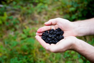 Mavi böğürtlen ellerde içinde