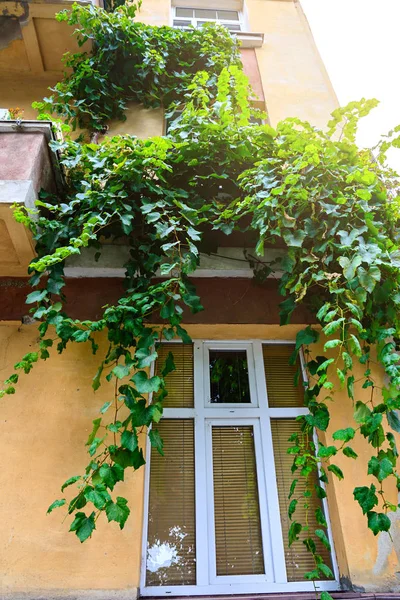 Ventana de casa con uvas rizadas —  Fotos de Stock