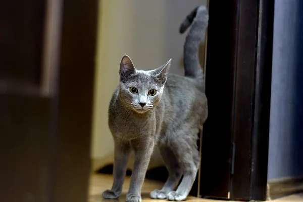 Кот породы русский синий — стоковое фото