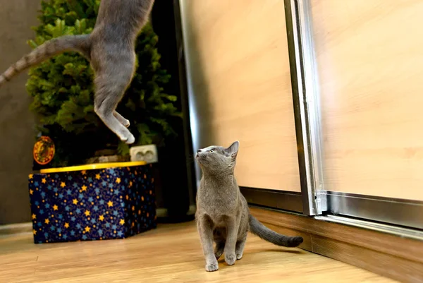 Игривый кот породы русский синий на фоне новогодней елки — стоковое фото