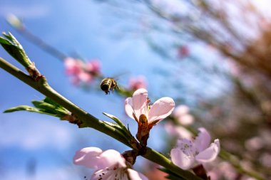 Çiçekli Pembe çiçek yakınındaki Arı sinek.