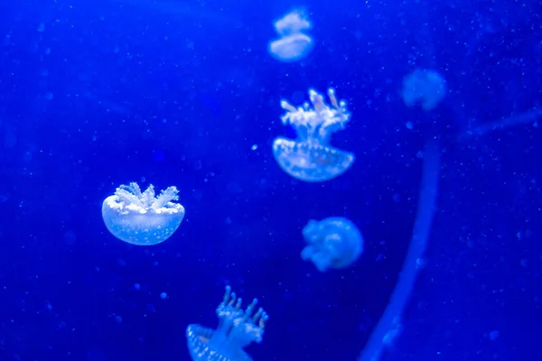 Пятнистая лагуна медузы Mastigias papua — стоковое фото
