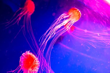 Denizanası Japon Deniz Isırganı Chrysaora Pacifica