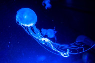 Atlantik deniz ısırganı Chrysaora quinquecirrha