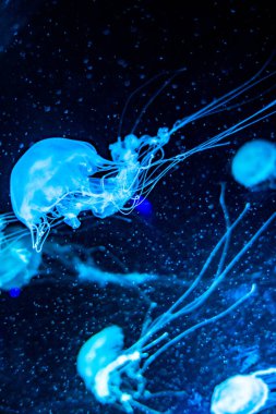 Atlantik deniz ısırganı Chrysaora quinquecirrha