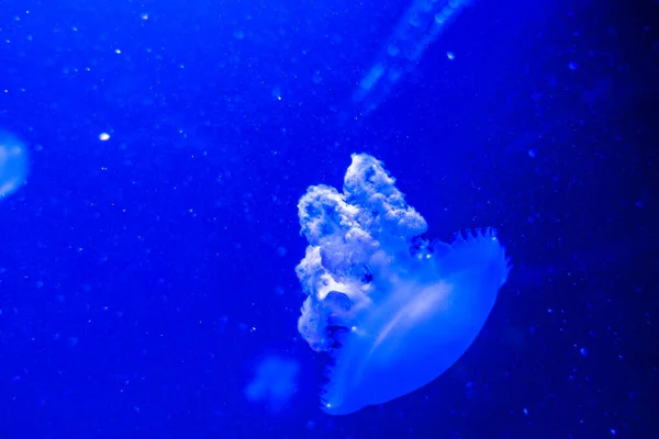 Marble Jellyfish Lychnorhiza Lucerna on blue background — Stock Photo, Image