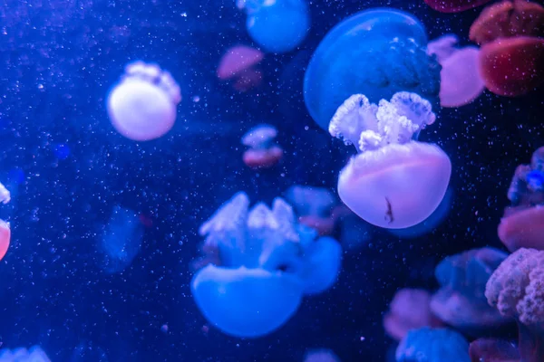 Blue Blubber Catostylus mosaicus. Multicolored jellyfish on blue background — Stock Photo, Image