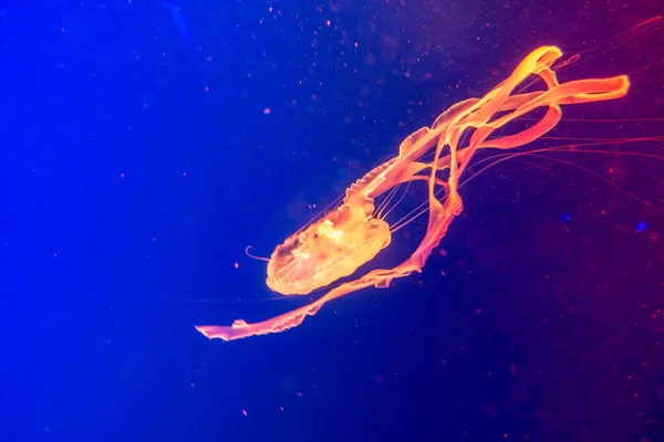 Malaysian sea nettle jellyfish Chrysaora chinensis — Stock Photo, Image