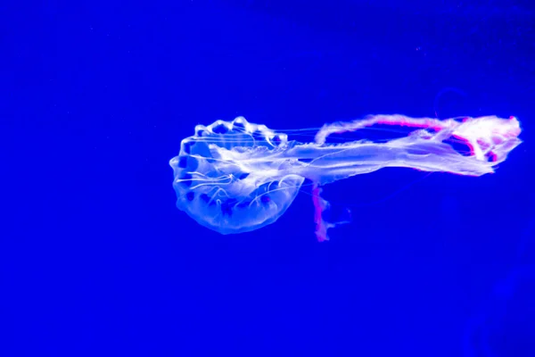 Malaysian sea nettle jellyfish Chrysaora chinensis — Stock Photo, Image