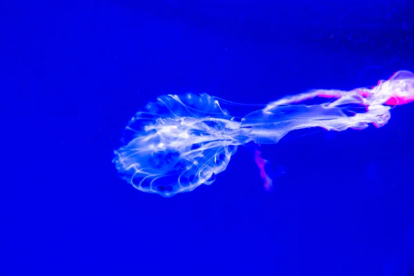 Malaysian sea nettle jellyfish Chrysaora chinensis — Stock Photo, Image