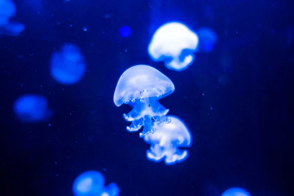 Cannonball jellyfish Stomolophus meleagris on blue background — Stock Photo, Image