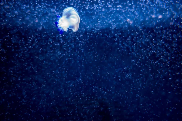 Средиземноморская медуза Cotylorhiza tuberculata на синем фоне — стоковое фото