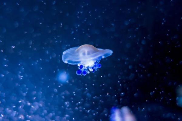 Mediterranean jellyfish Cotylorhiza tuberculata on blue background — Stock Photo, Image