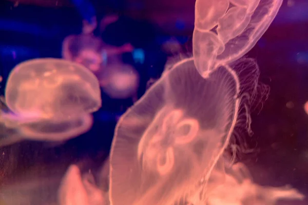 Moon jellyfish Aurelia aurita swims under water — Stock Photo, Image