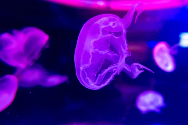 Moon jellyfish Aurelia aurita in red light