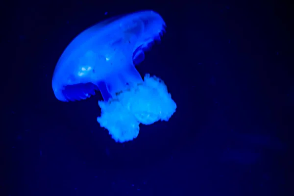 Barrel jellyfish Rhizostoma pulmo in water — Stock Photo, Image
