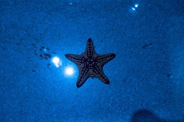 Starfish at the bottom of blue water — Stock Photo, Image