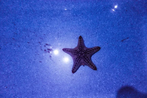 Starfish at the bottom of blue water — Stock Photo, Image