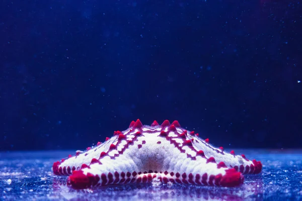 Starfish at the bottom of blue water — Stock Photo, Image