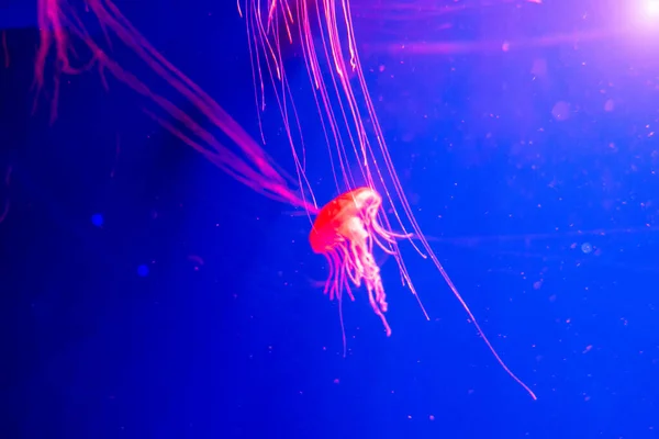 Jellyfish Japanese sea nettle Chrysaora pacifica — Stock Photo, Image