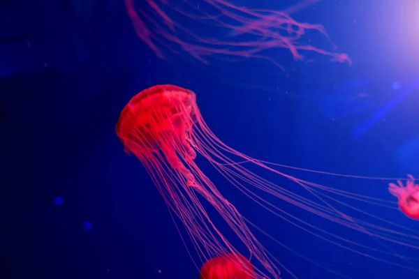Jellyfish Japanese sea nettle Chrysaora pacifica