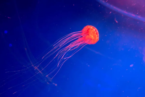 Jellyfish Japanese sea nettle Chrysaora pacifica