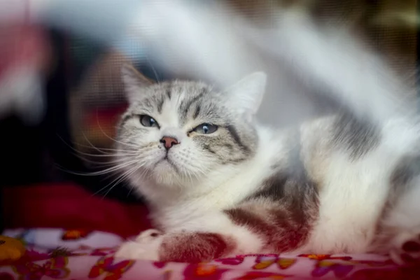 Длинношерстная чистокровная кошка светло-коричневого цвета — стоковое фото