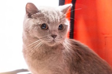 Genç safkan İngiliz Shortair Kedisi