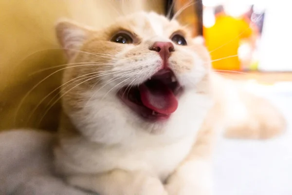 Britânico shorthair gato sorri e mostra língua — Fotografia de Stock