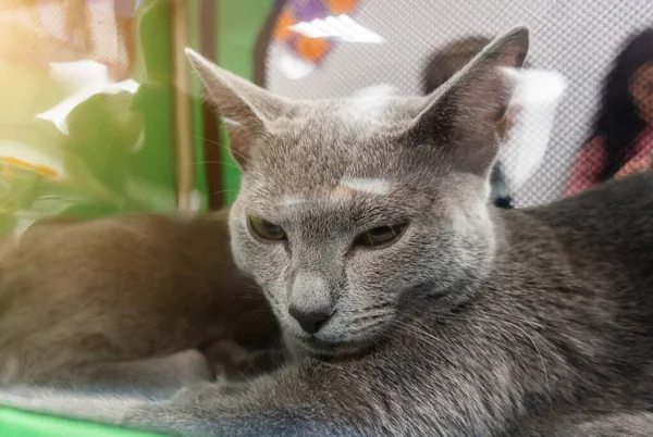 Shorthair γάτα φυλή ρωσικό μπλε γκρο πλαν — Φωτογραφία Αρχείου