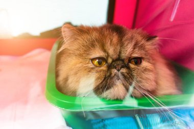 Soylu Pers kedisi, yakın plan. Bıyıklı Ağız