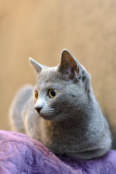 Cat of the breed Russian blue lies on the couch — Stock Photo, Image