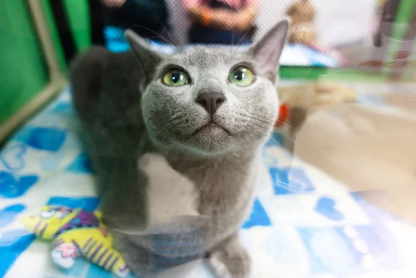 Порода короткохвостого кота Russian Blue close-up — стокове фото