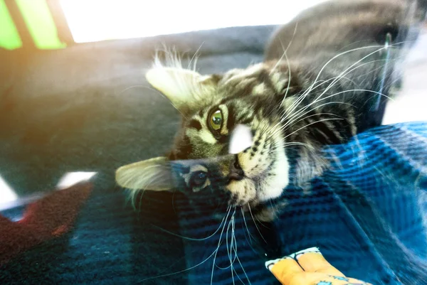 Maine thoroughbred breed Maine Coon. Head cat close up. Shallow depth of field, post-processing — Stock Photo, Image