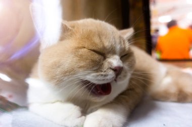 İngiliz kısa namlulu kedi ağızlığı