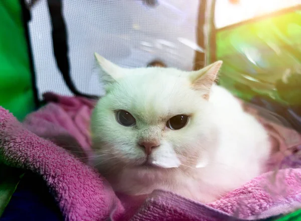 White British Shorthair Cat Sitting Portable Aviary — Stock Photo, Image