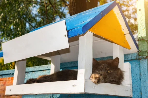 The cat lies in a bird feeder