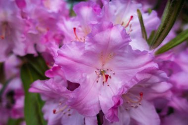 Parlak kırmızı-pembe çiçek Rhododendron. Parlak çiçekli Bush.