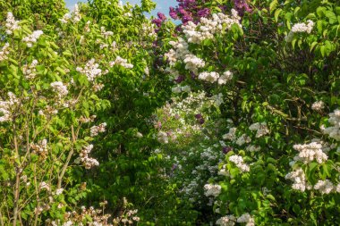 Beyaz ve mor leylaklarla dolu çalılar