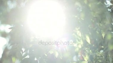 sıcak güneş ve ışık sızıntıları yeşil yaprakları
