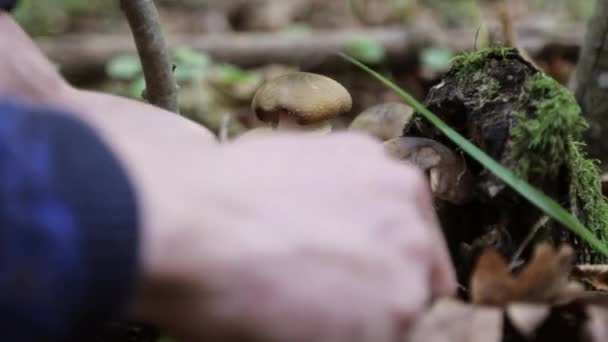 Las manos humanas se cortan hongos en el bosque en otoño. Primer plano . — Vídeos de Stock