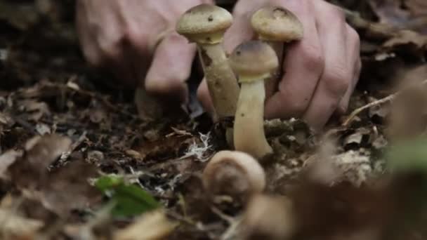 Las manos humanas se cortan hongos en el bosque en otoño. Primer plano . — Vídeo de stock