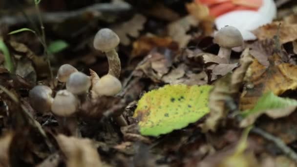 Tangan gadis muda adalah jamur potong di hutan di musim gugur. Close-up . — Stok Video