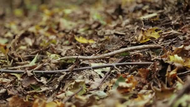 Close-up tiro de pés mãe e filha andando na floresta de outono — Vídeo de Stock