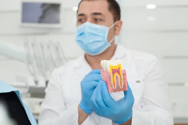 Dentysta mężczyzna trzyma model zębów w ręce — Zdjęcie stockowe